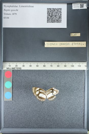 Media type: image;   Entomology 161722